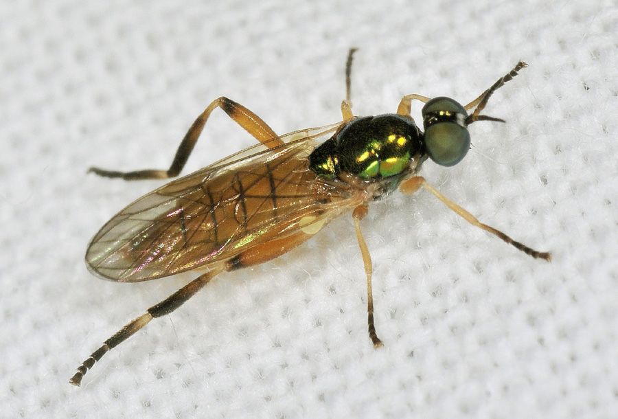 Stratiomydae: Chorisops nagatomii